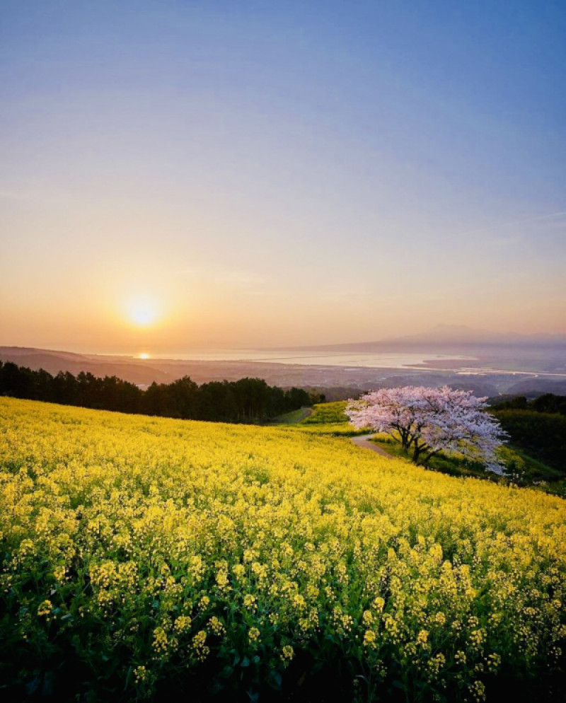 櫻井(静岡萬天堂)