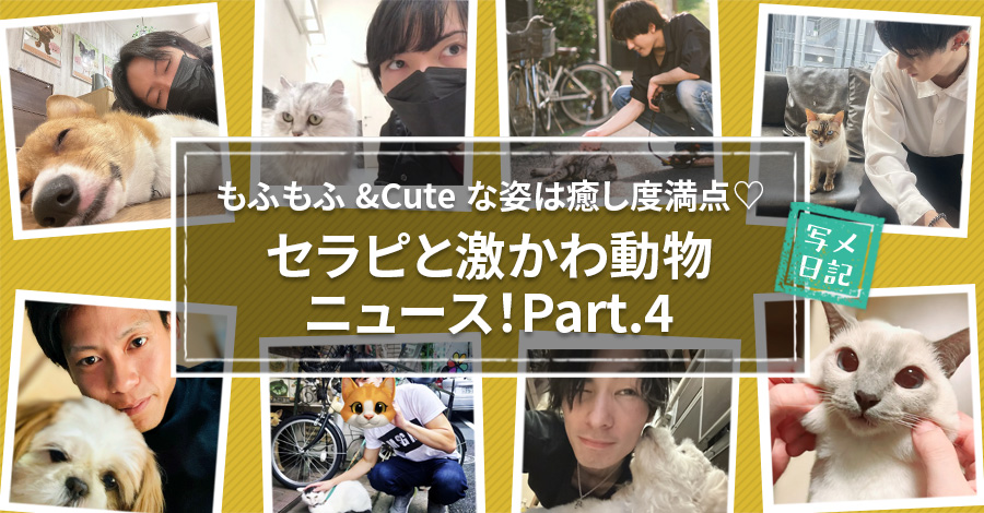 もふもふ&Cuteな姿は癒し度満点♡ 「セラピと激かわ動物」ニュース!Part.4