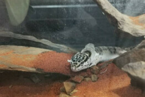TORICO TOKYOの手塚翼、愛する爬虫類の初脱皮に付き添い、「気がついたら3時間」