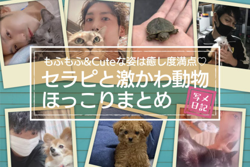 もふもふ&Cuteな姿は癒し度満点♡ 「セラピと激かわ動物」ニュース!