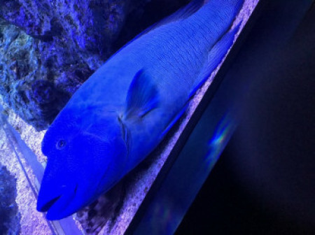 男蜜屋の中島圭人、水族館で驚きの魚を見る！