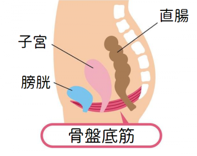 膣トレは【骨盤底筋】にあり！