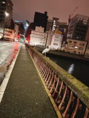 橋の上のドキドキ鳥事件