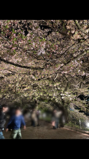 夜桜見に行きました!