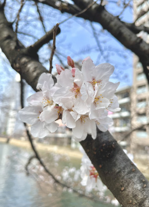 復帰しました