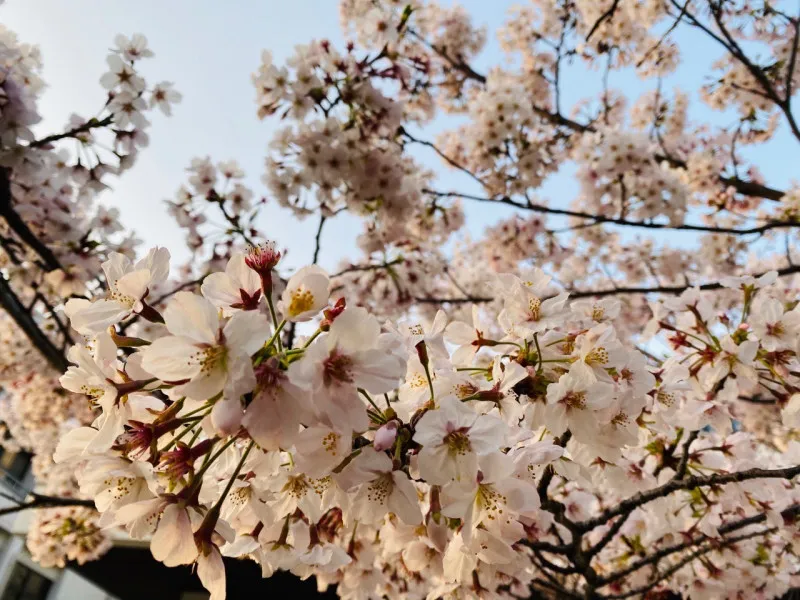 3月いつもより写メ日記を投稿した結果