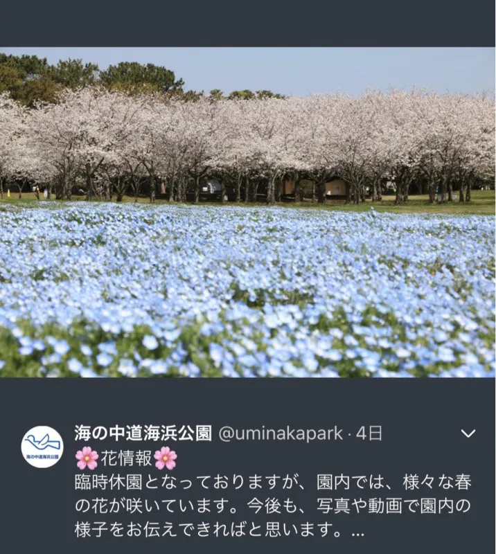 楓とフジ、ネモフィラと桜