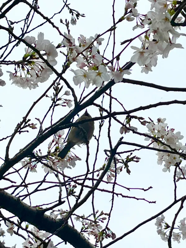 桜見てたら雀が粋な事してた