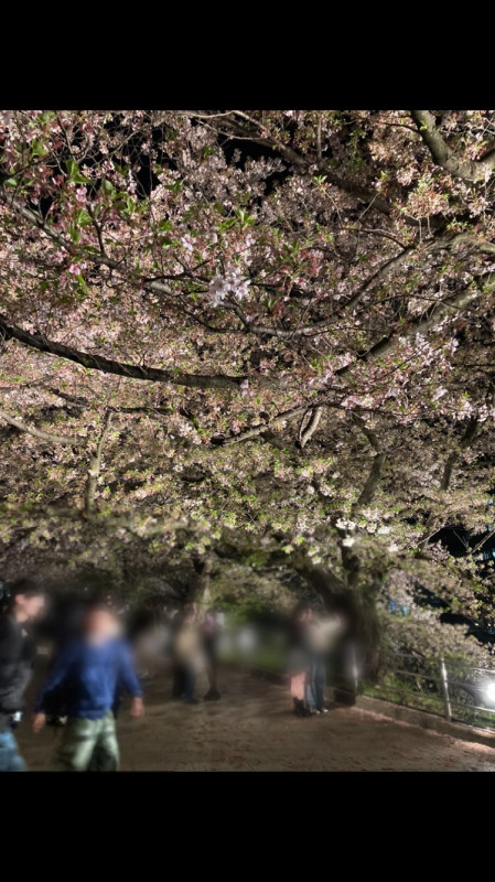 夜桜見に行きました!