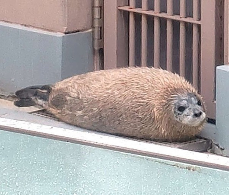 雨の日はエビフライ