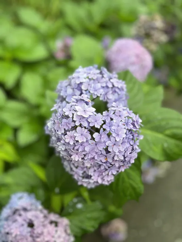 ハートの紫陽花見つけました。