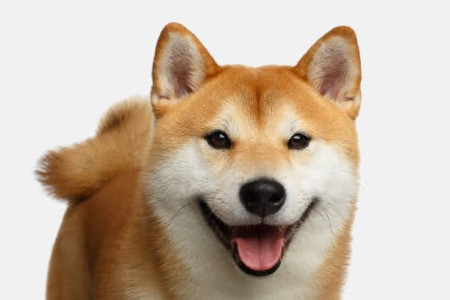 いいね！ いいね！