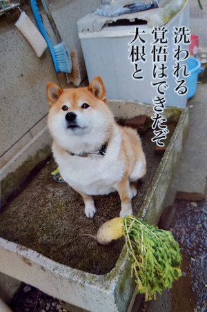 グッドモーニング