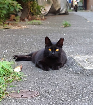近所の黒猫