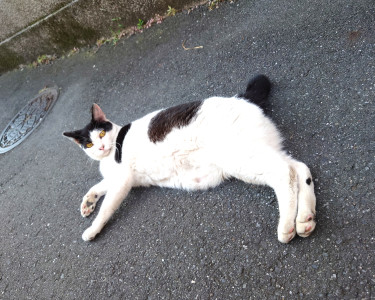今日のにゃんこ