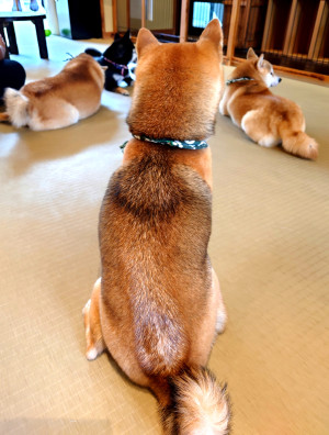 盲導犬のこと