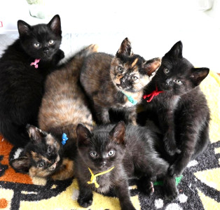 歴代の猫たちPart4