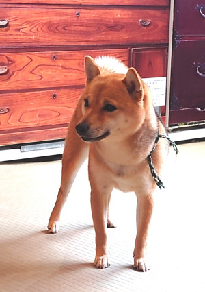今日のわんこ