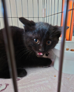 保護猫との生活2日目