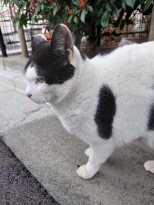 珍しく