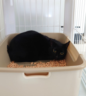 新入りの猫ちゃん