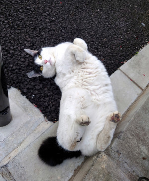 パンダ
