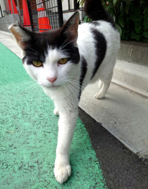 時間をよめる猫
