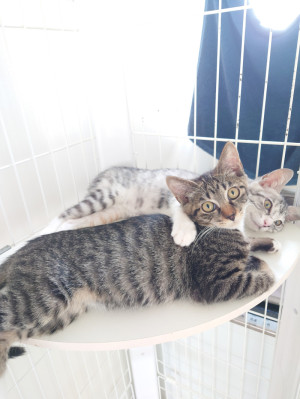 今日のにゃんず