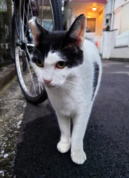 今朝のにゃんこ