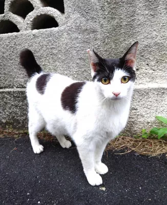 猫の夏祭り