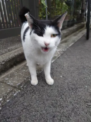 今日も散歩から