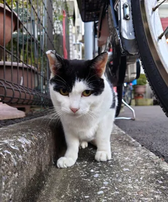 今日のにゃんこ