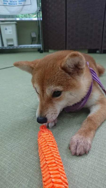 豆柴カフェ