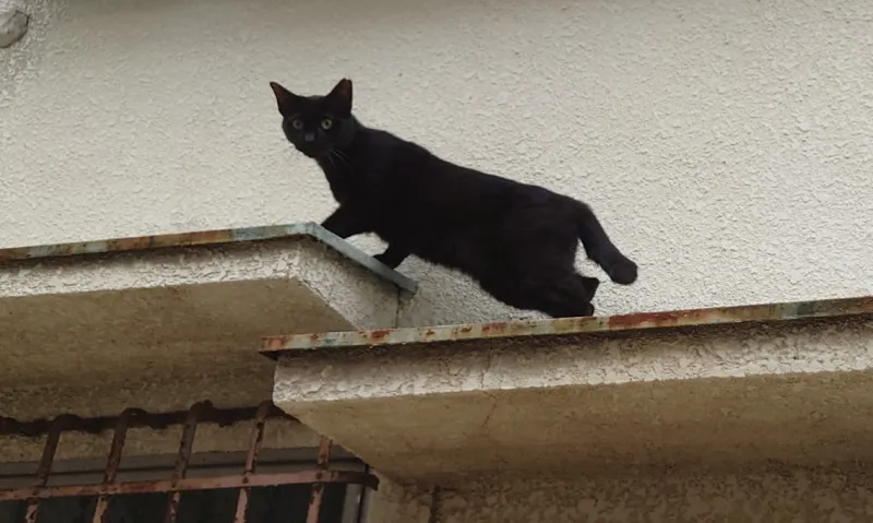 野良猫ちゃん