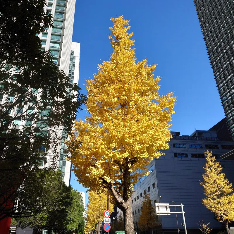 大手町の思い出