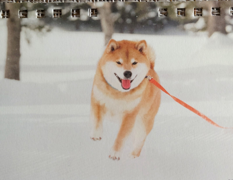 その努力に金メダル