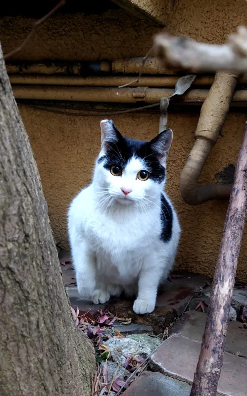 近所の猫ちゃん