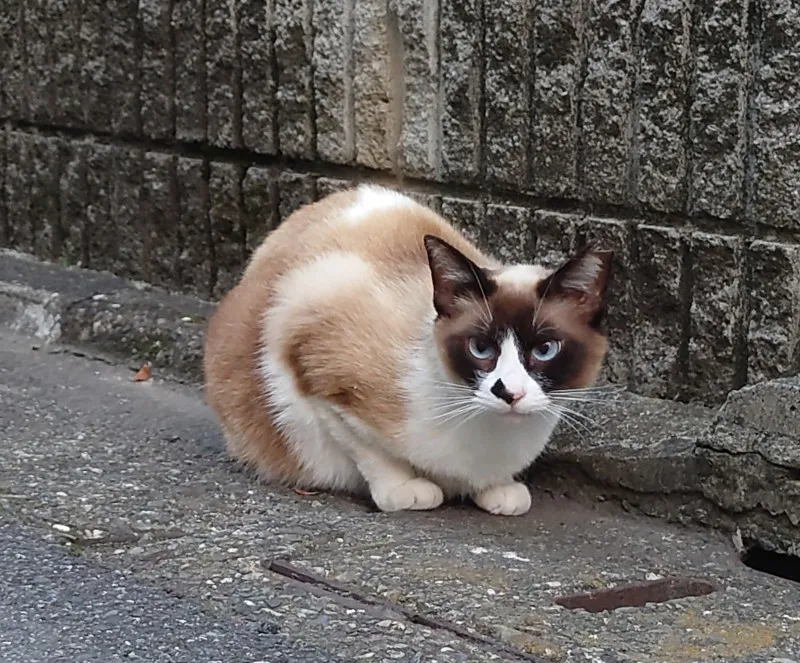 今日のにゃんこ