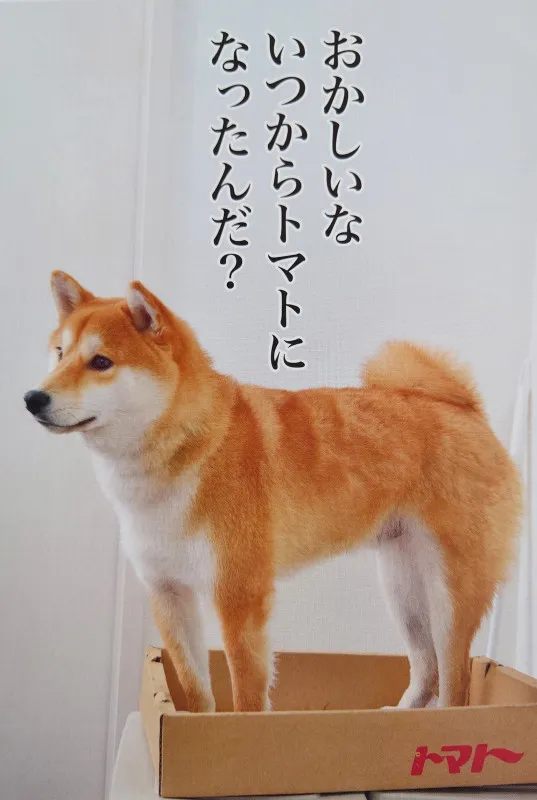 犬派？猫派？