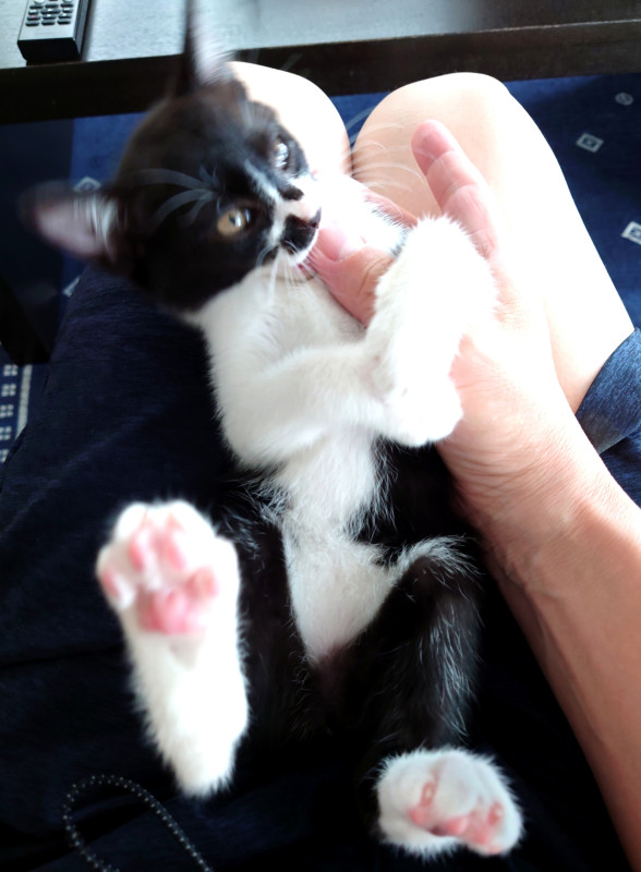 歴代の猫たちPart5