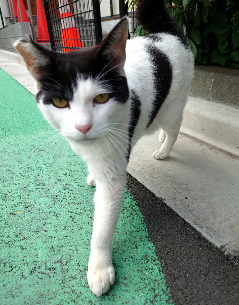 時間をよめる猫