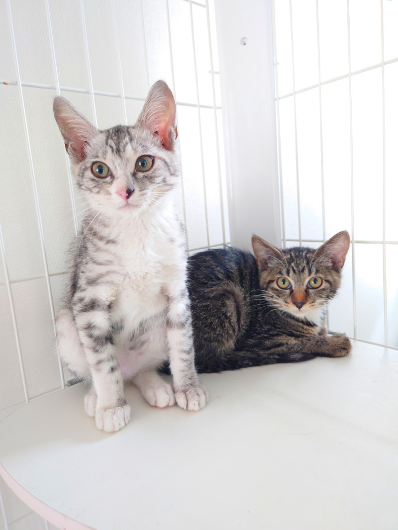 我が家に子猫がやって来た