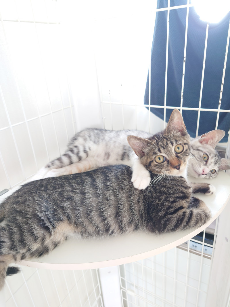 今日のにゃんず