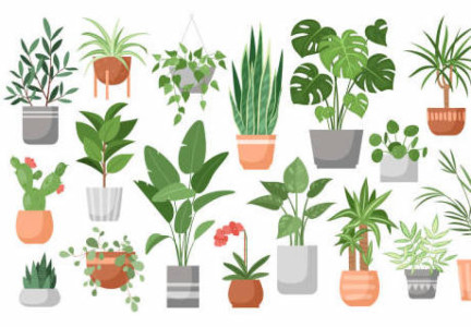 最近の日記と植物の話