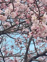 札幌にも春がきましたね?