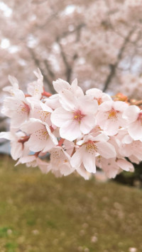満開の花?