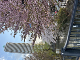 桜の季節ですね