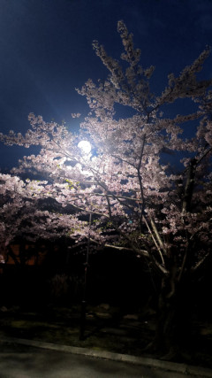夜桜?