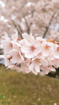 満開の花?