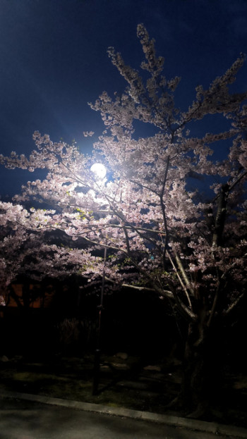 夜桜?